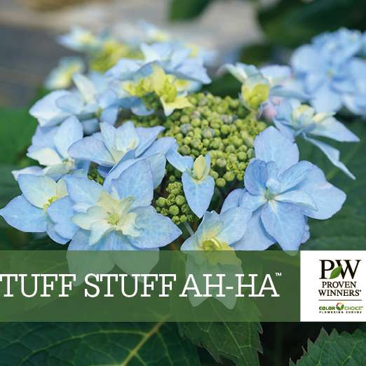 Preview of Tuff Stuff Ah-Ha® Hydrangea Benchcard PDF