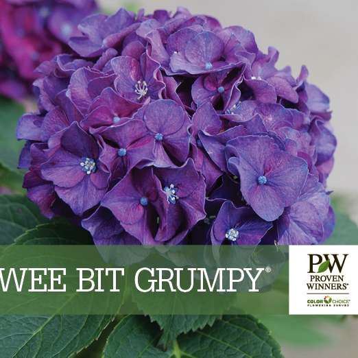 Preview of Wee Bit Grumpy® Hydrangea Benchcard PDF