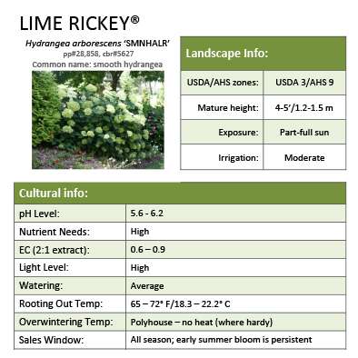 Preview of Lime Rickey® Hydrangea Grower Sheet PDF