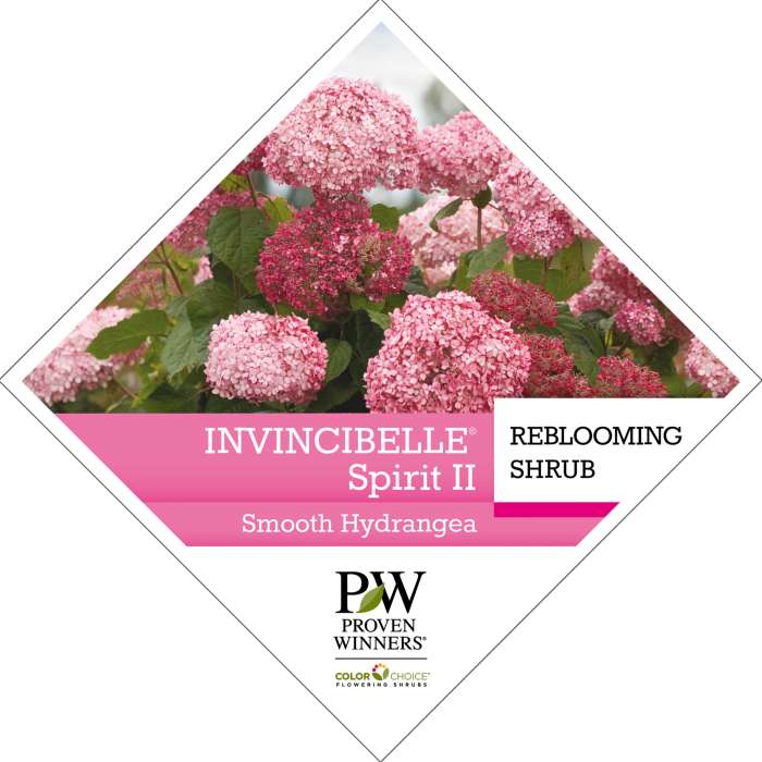 Preview of Invincibelle® Spirit II Hydrangea Tag PDF