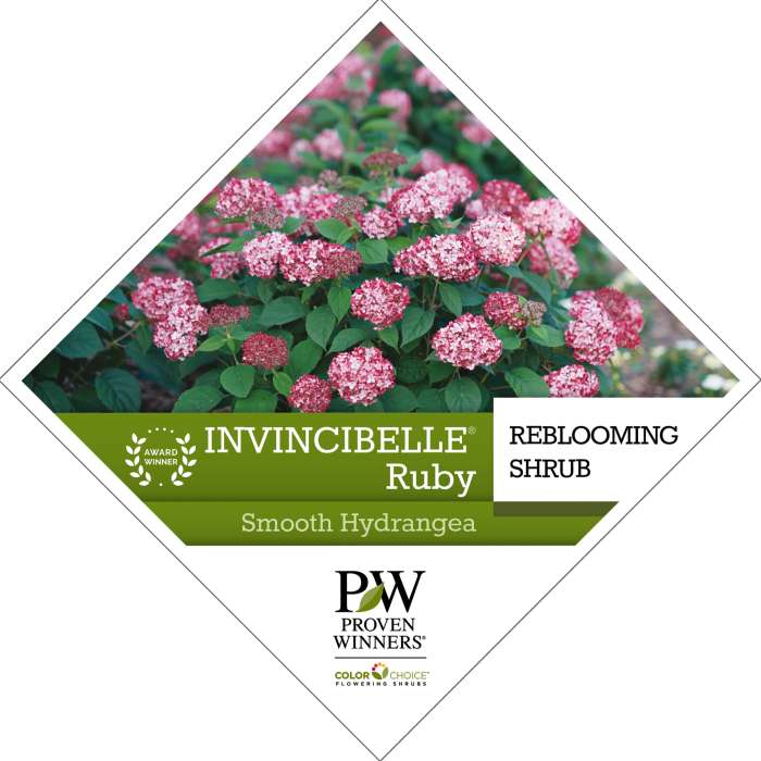 Preview of Invincibelle® Ruby Hydrangea Tag PDF