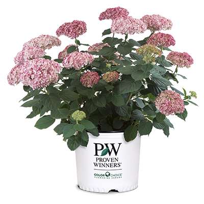 Preview of Plant of the Week October 11, 2018; Invincibelle® Spirit II hydrangea PDF