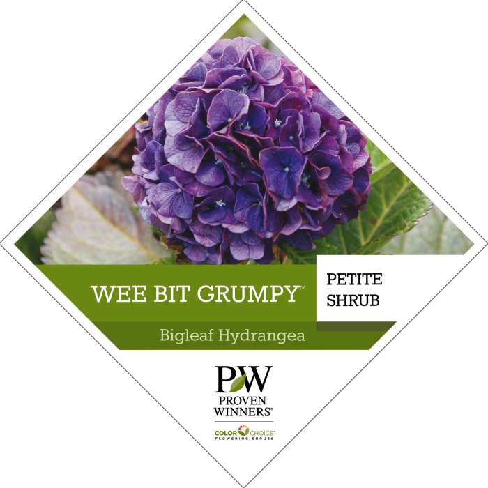 Preview of Wee Bit Grumpy® Hydrangea tag PDF