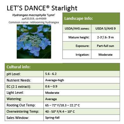 Preview of Let’s Dance® Starlight Hydrangea Grower Sheet PDF