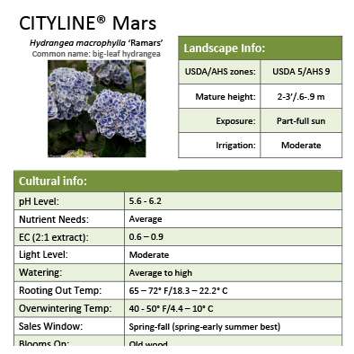 Preview of Cityline® Mars Hydrangea Grower Sheet PDF