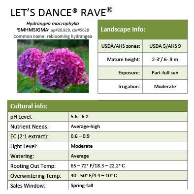 Preview of Let’s Dance® Rave® Hydrangea Grower Sheet PDF