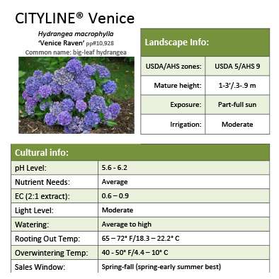 Preview of Cityline® Venice Hydrangea Grower Sheet PDF