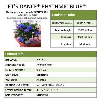 Preview of Let’s Dance® Rhythmic Blue® Hydrangea Grower Sheet PDF