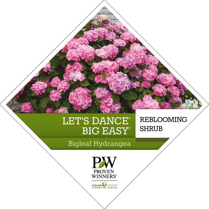 Preview of Let’s Dance Big Easy® Hydrangea Tag PDF