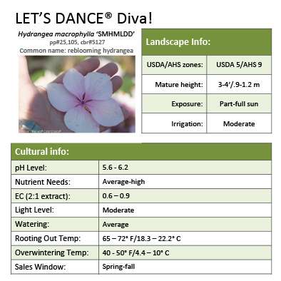 Preview of Let’s Dance® Diva! Hydrangea Grower Sheet PDF