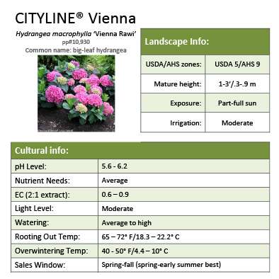 Preview of Cityline® Vienna Hydrangea Grower Sheet PDF