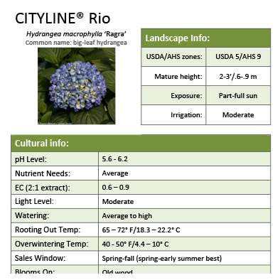 Preview of Cityline® Rio Hydrangea Grower Sheet PDF