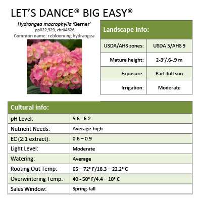 Preview of Let’s Dance Big Easy® Hydrangea Grower Sheet PDF