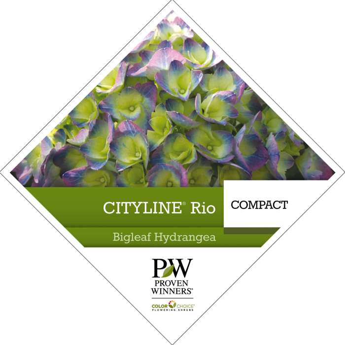 Preview of Cityline® Rio Hydrangea Tag PDF