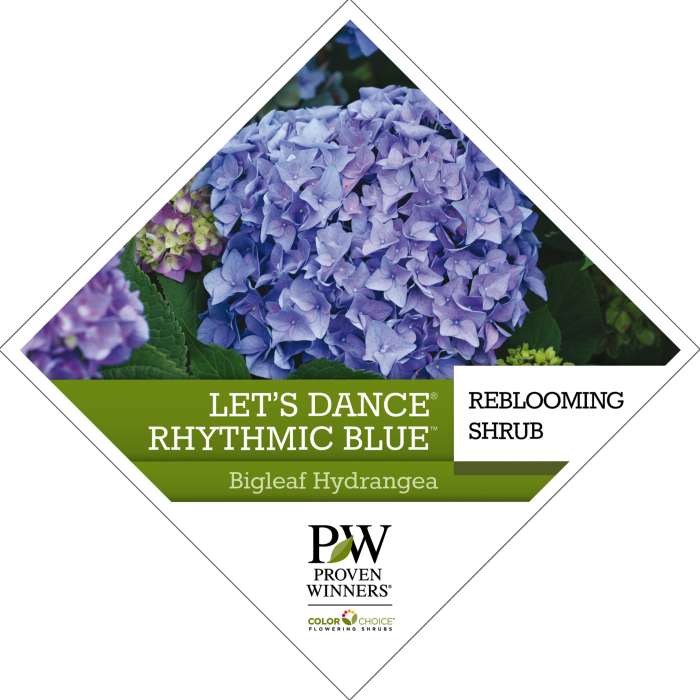 Preview of Let’s Dance® Rhythmic Blue® Hydrangea Tag PDF