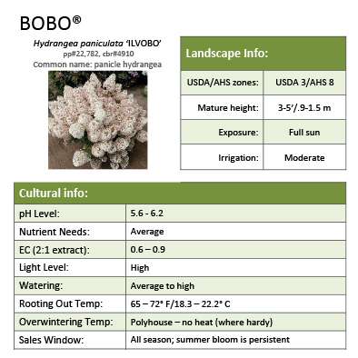 Preview of Bobo® Hydrangea Grower Sheet PDF