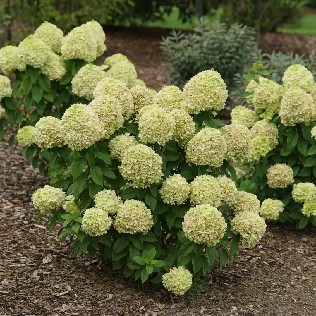 Three young Powerball panicle hydrangeas bloom in the landscape with dozens of green flowers. 