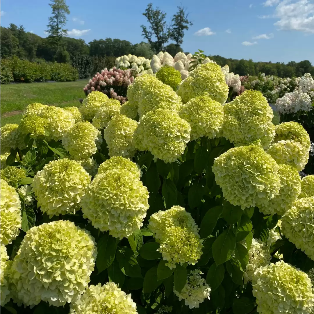 The green flowers of Powerball panicle hydrangea are beginning to bloom on a very sunny summer day. 