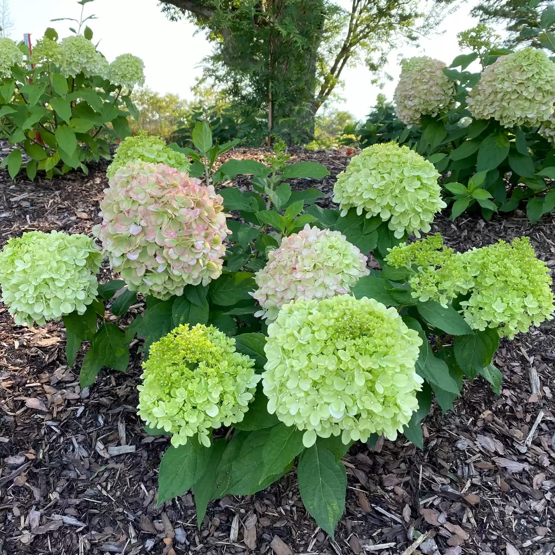 A very young Powerball panicle hydrangea shows its characteristic rounded rather than cone-like blooms in shades of green and pink.