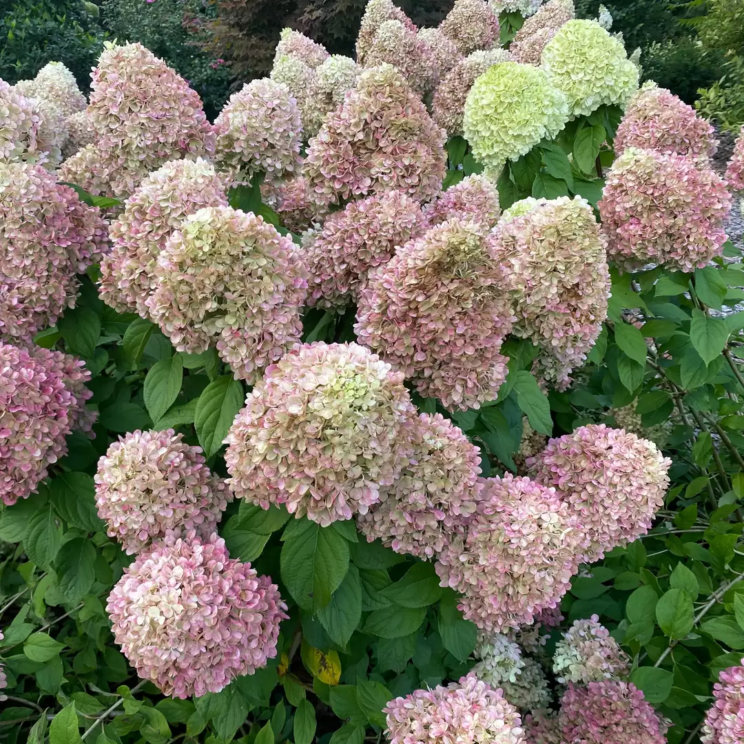 The flowers of Powerball panicle hydrangea aging from green to a deep pink color.