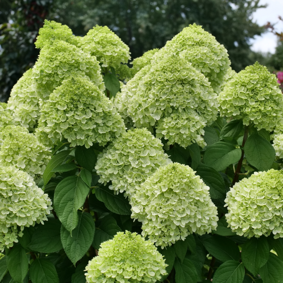 Multiple Powerball panicle hydrangea blooms with light green flowers and green foliage. 