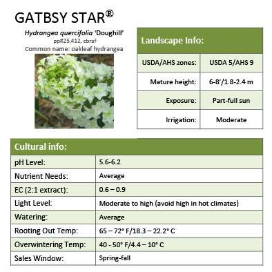 Preview of Gatsby Star® Hydrangea Grower Sheet PDF