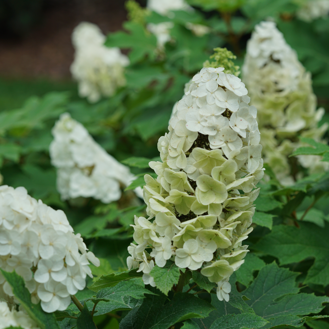 The large white conical flowers of Gatsby Glow Ball oakleaf hydrangea changing from white to green as they age. 