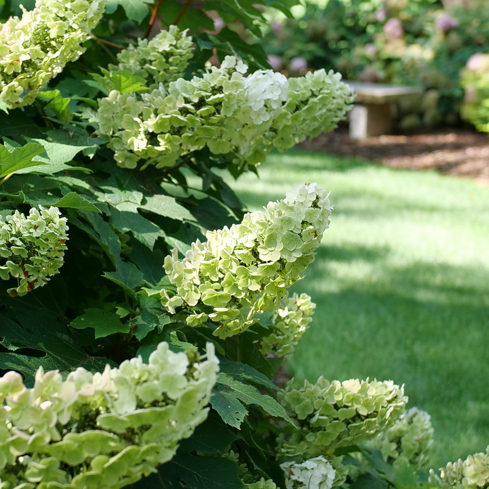 Multiple Gatsby Glow Ball oakleaf hydrangea flowerheads with bright green and white flowers. 