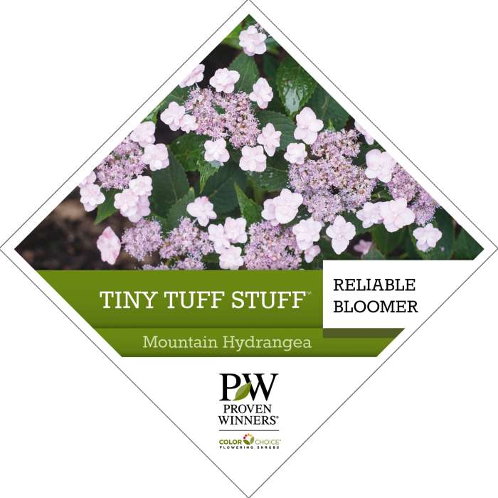 Preview of Tiny Tuff Stuff™ Hydrangea Tag PDF