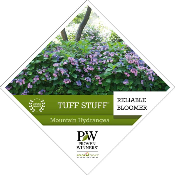 Preview of Tuff Stuff™ Hydrangea Tag PDF