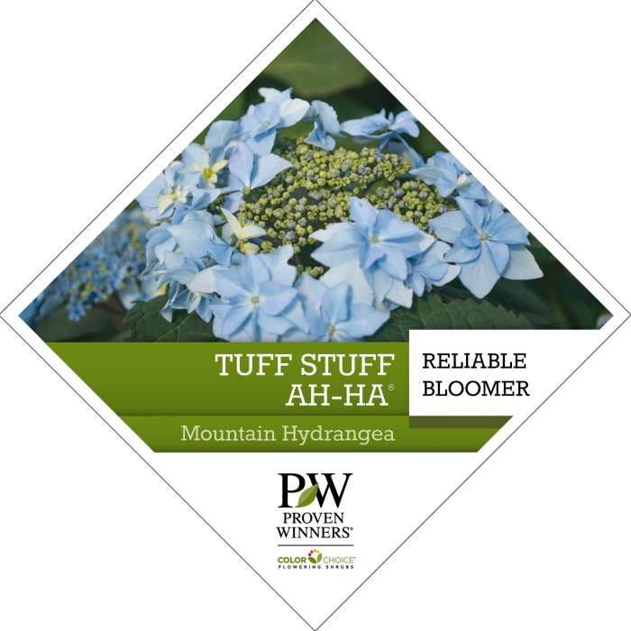 Preview of Tuff Stuff Ah-Ha® Hydrangea Tag PDF