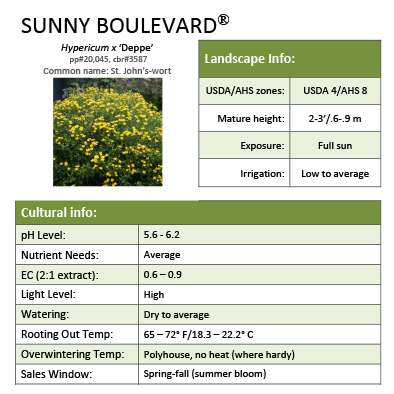 Preview of Sunny Boulevard® Hypericum Grower Sheet PDF