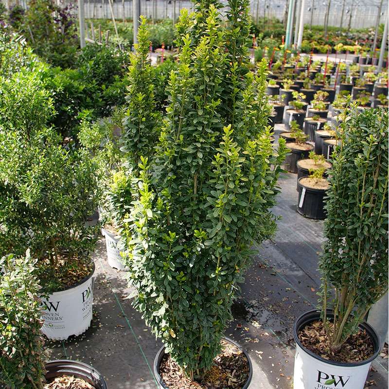 Glow Stick Ilex in a greenhouse