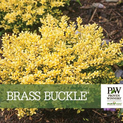 Preview of Brass Buckle® Ilex Benchcard PDF