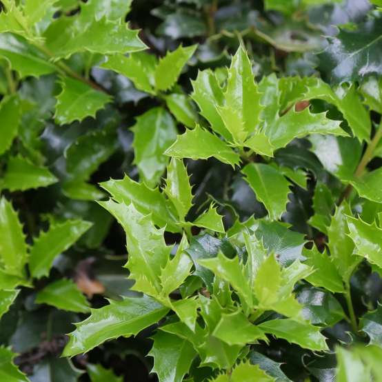 Close up of the vibrant evergreen foliage of Castle Keep blue holly 