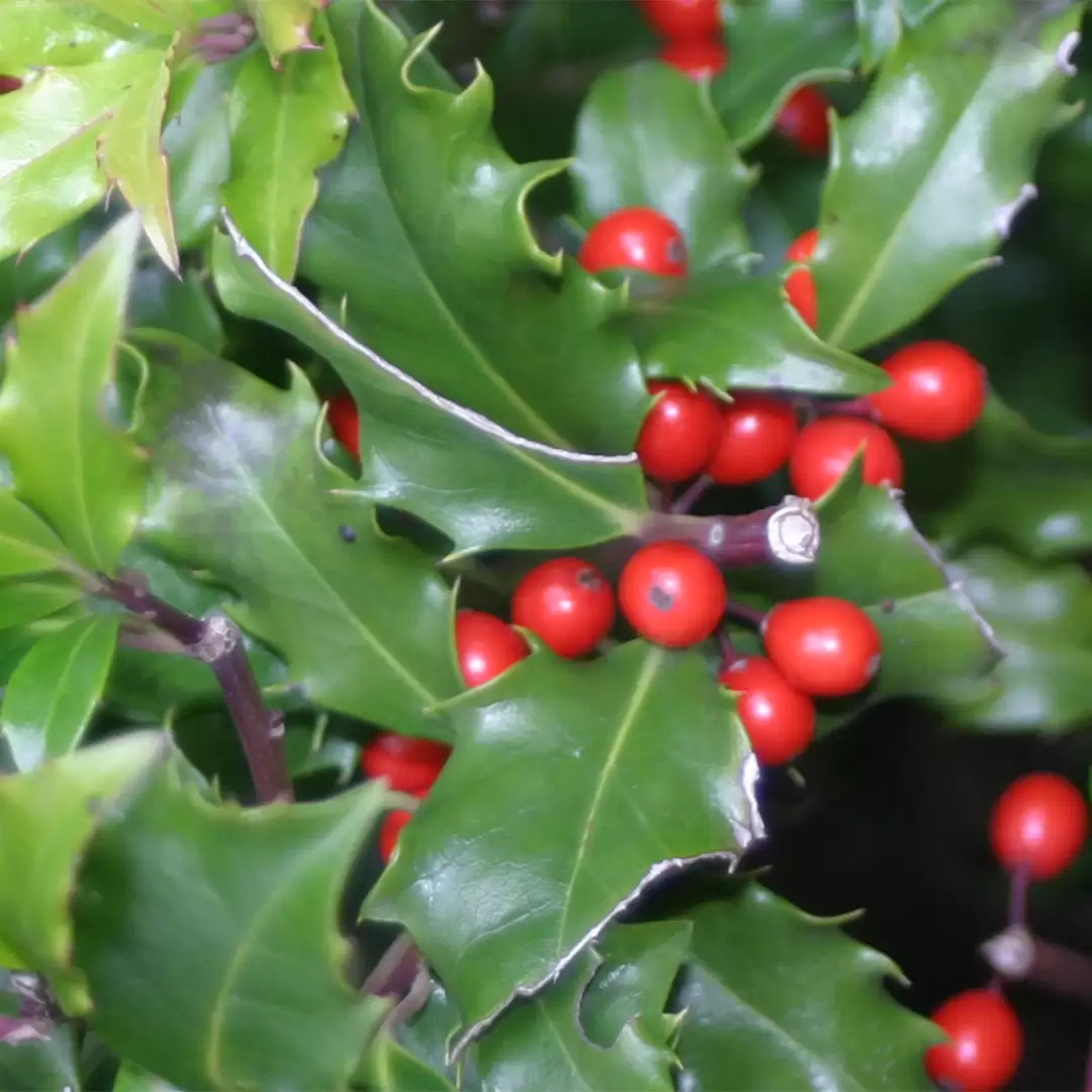 Close up of the red berries of Castle Keep holly