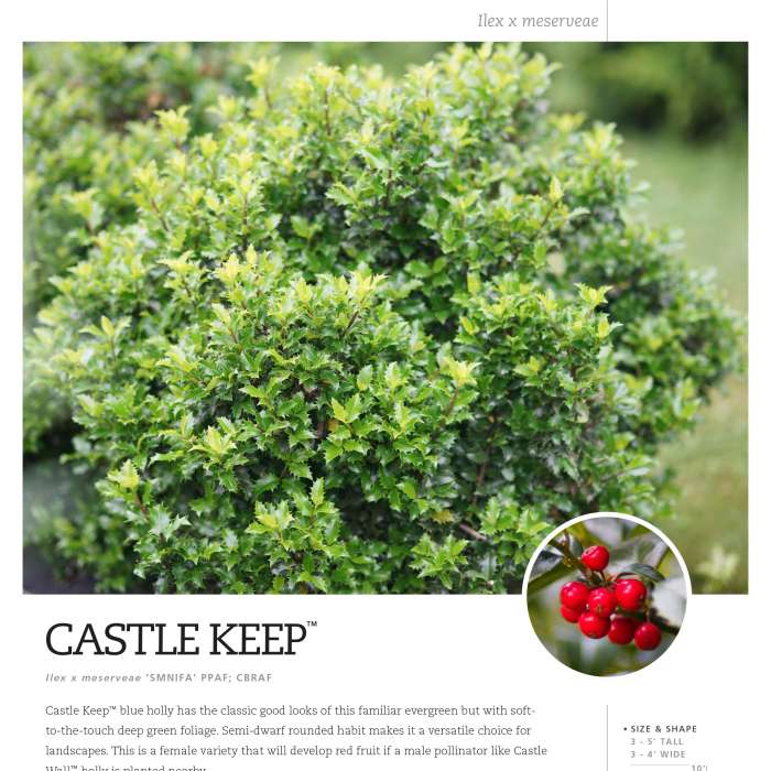 Preview of Castle Keep® Ilex Spec Sheet PDF