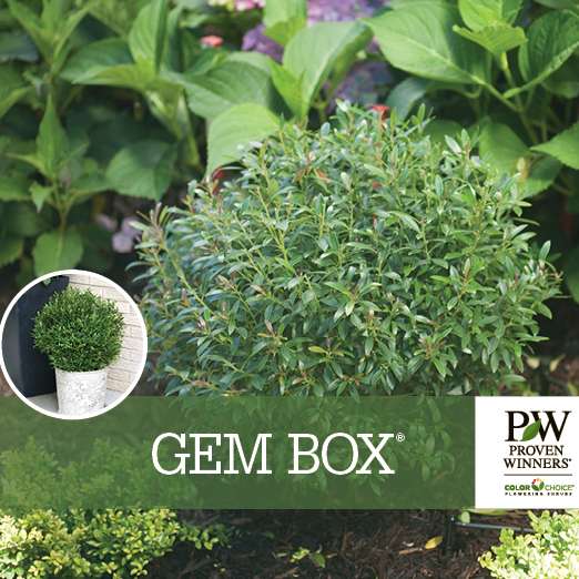 Preview of Gem Box® Ilex Benchcard PDF