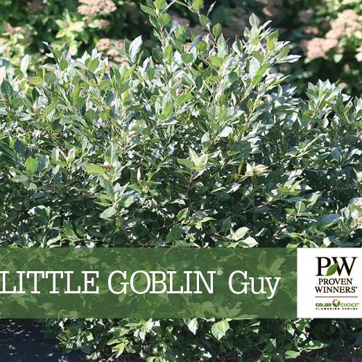 Preview of Little Goblin® Guy Ilex Benchcard PDF