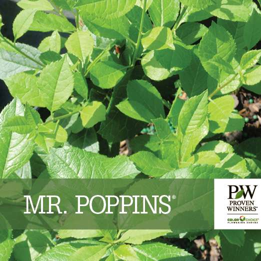 Preview of Mr. Poppins® Ilex Benchcard PDF