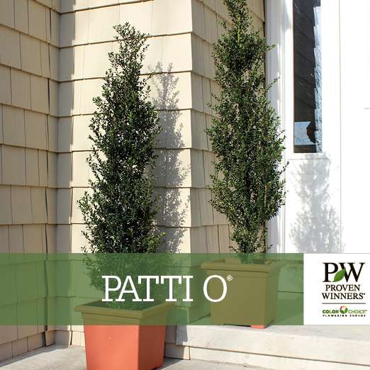 Preview of Patti O Box™ Ilex Benchcard PDF