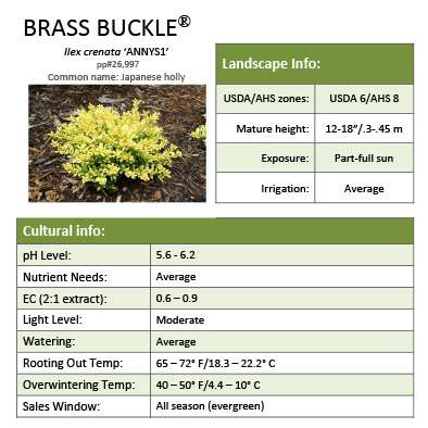 Preview of Brass Buckle® Ilex Grower Sheet PDF