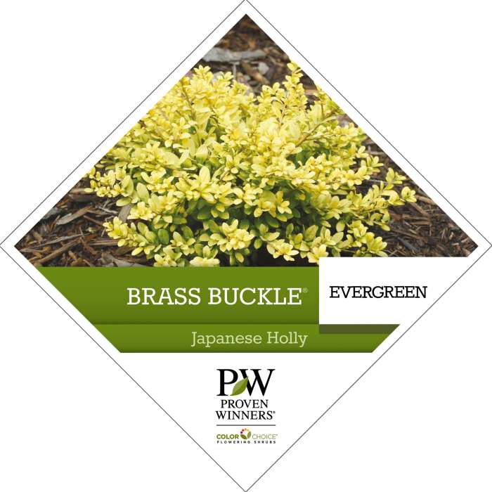 Preview of Brass Buckle® Ilex Tag PDF