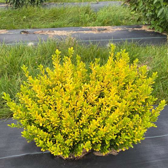 Glow Pop holly with vibrant yellow and lime green foliage