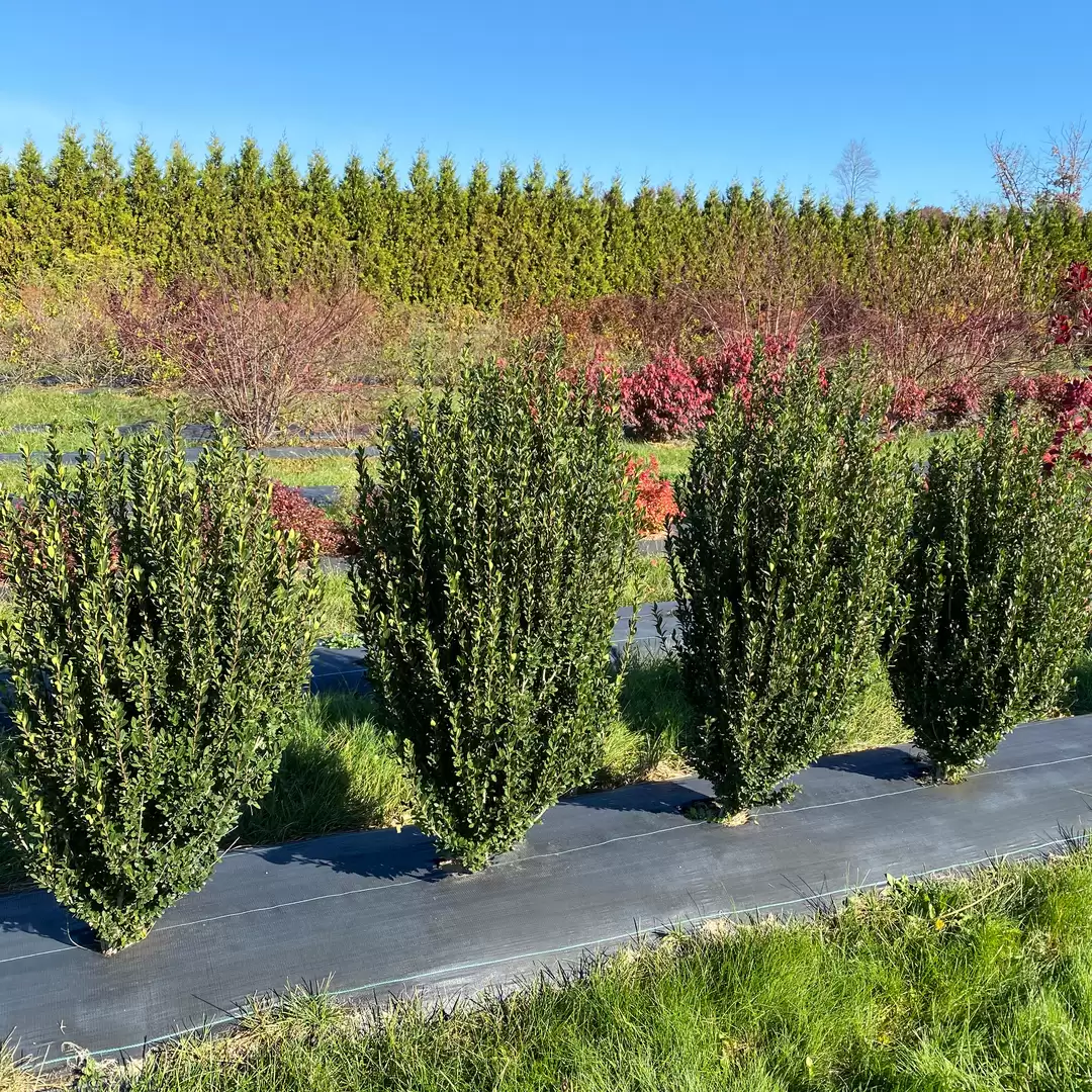 Four upright narrow Hedge Box Japanese holly shrubs in a trial field with a line of arborvitae in the distance. 