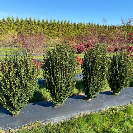 Four upright narrow Hedge Box Japanese holly shrubs in a trial field with a line of arborvitae in the distance. 