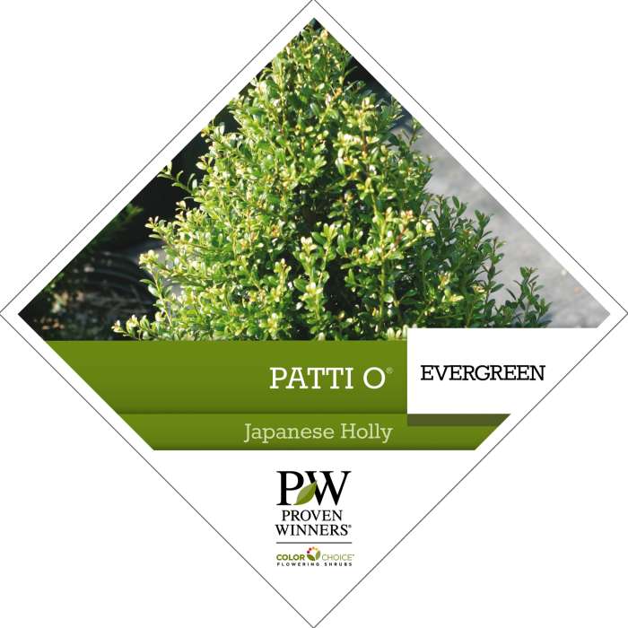 Preview of Patti O Box™ Ilex Tag PDF