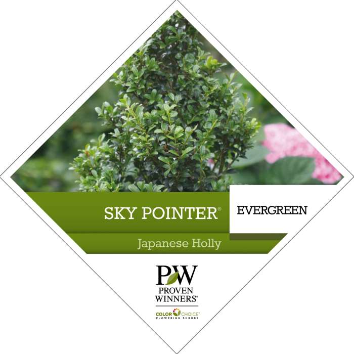 Preview of Sky Box® Ilex Tag PDF