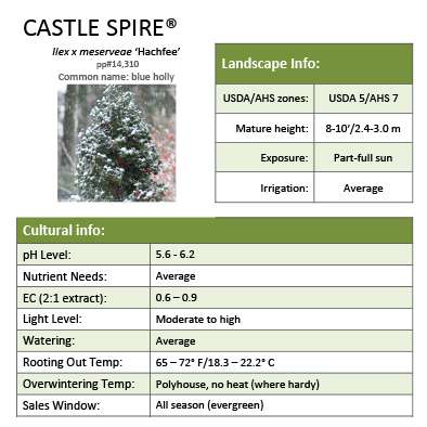 Preview of Castle Spire® Ilex Grower Sheet PDF