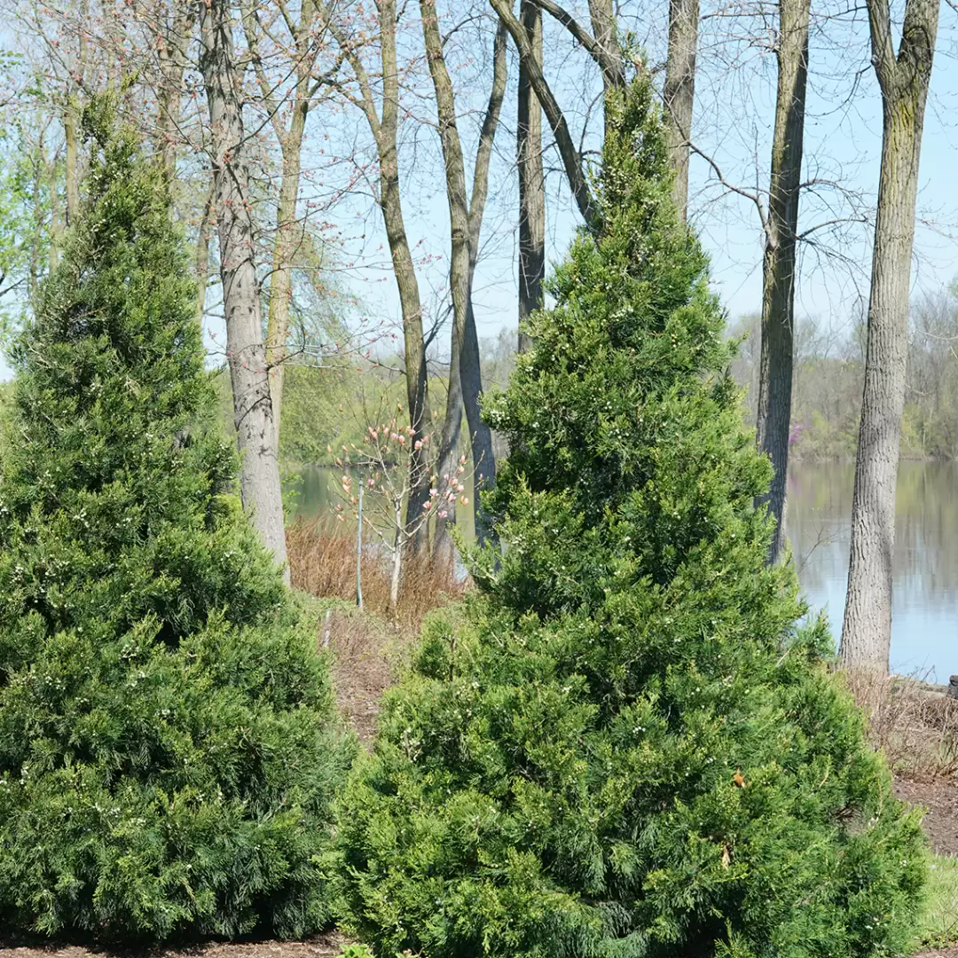 two Gin Fizz Junipers in a landscape 